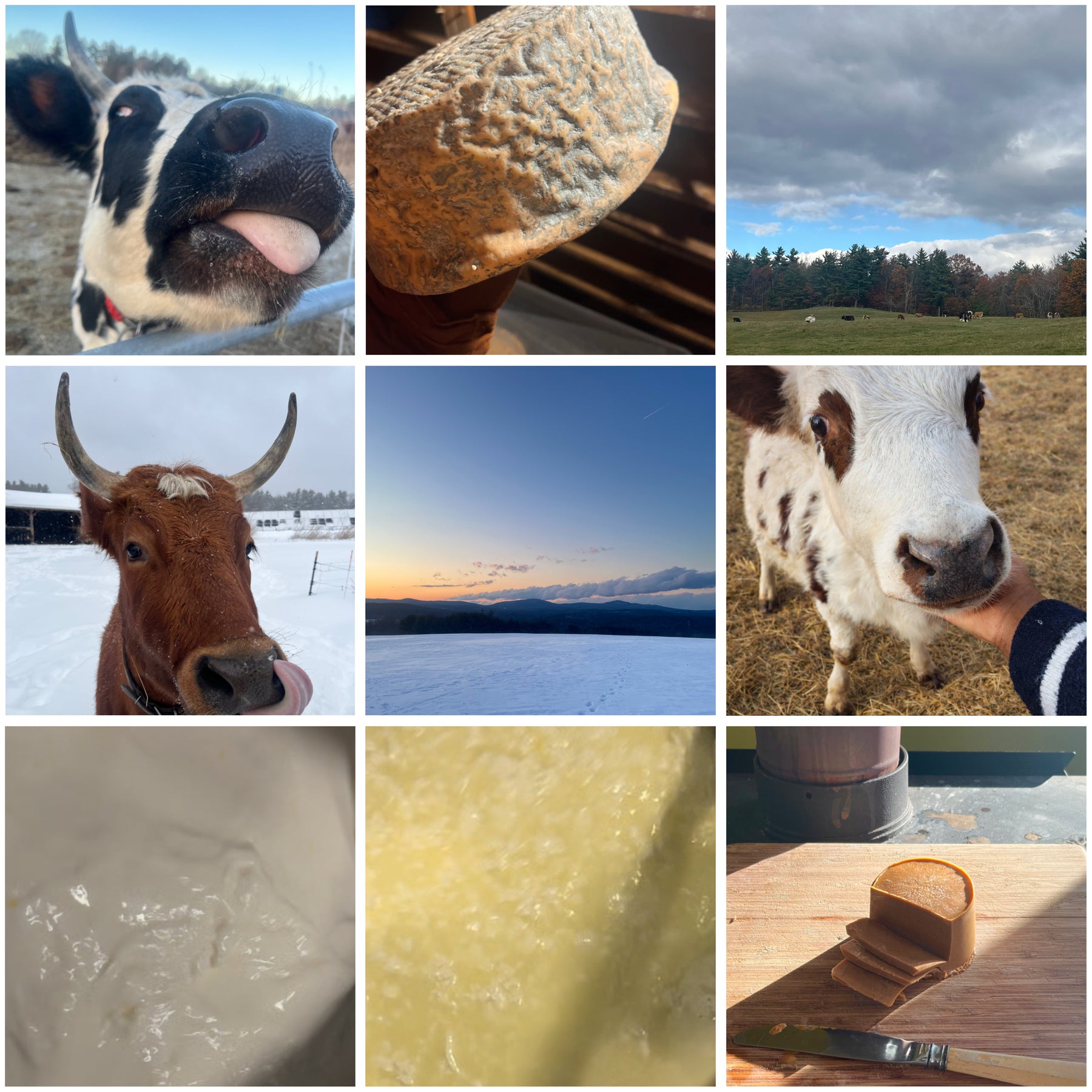 Hollandaise Creamery in the community